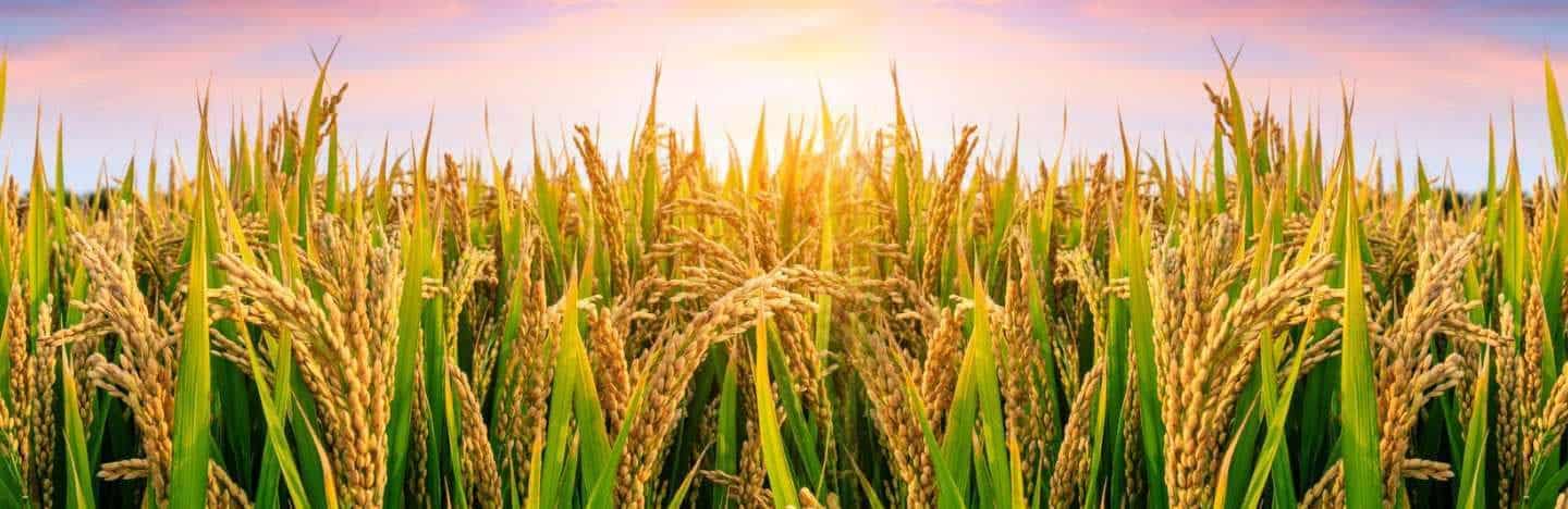 ಏಕದಳ ಧಾನ್ಯ ಭತ್ತ