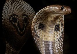 ನಾಗರಹಾವಿನ ಜಾತಿಗಳು