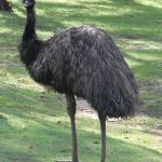 ಎಮು ಅತ್ಯಂತ ದೊಡ್ಡ ಪಕ್ಷಿ 29 ಎಮು
