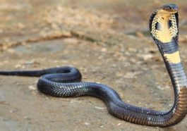 ಕಾಳಿಂಗ ಸರ್ಪ