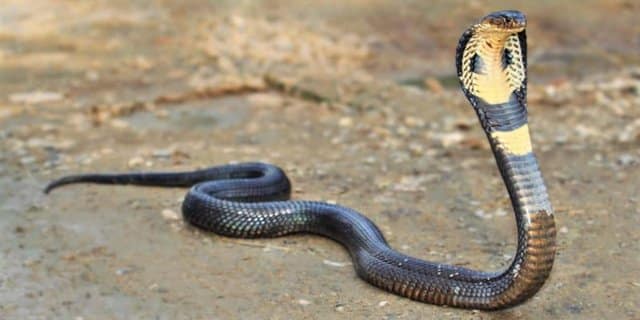 ಕಾಳಿಂಗ ಸರ್ಪ