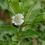 ಭೃಂಗರಾಜ