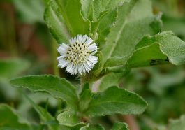 ಭೃಂಗರಾಜ