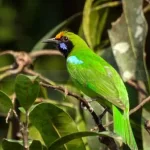 ಎಲೆಹಕ್ಕಿ : ಅಳಿವಿನ ಅಂಚಿನಲ್ಲಿರುವ ಪಕ್ಷಿ 28 ಎಲೆಹಕ್ಕಿ