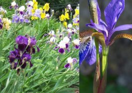 ಐರಿಸ್ - ಹೂವು