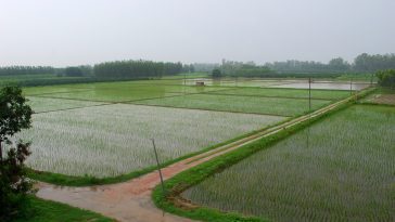 ಹಸಿರು ಕ್ರಾಂತಿ