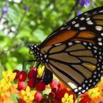 ಚಿಟ್ಟೆಗಳ ವಿಧಗಳು 29 ಚಿಟ್ಟೆಗಳ ವಿಧ