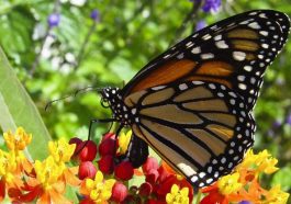 ಚಿಟ್ಟೆಗಳ ವಿಧ