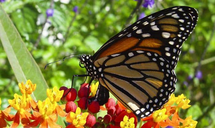 ಚಿಟ್ಟೆಗಳ ವಿಧಗಳು 1 ಚಿಟ್ಟೆಗಳ ವಿಧ