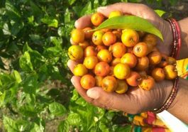 ಬೋರೆಹಣ್ಣು