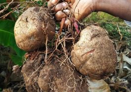 ಸುವರ್ಣ ಗೆಡ್ಡೆ