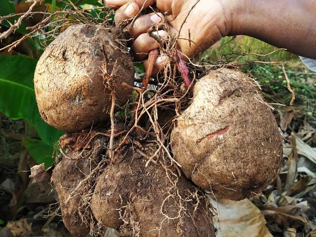 ಸುವರ್ಣ ಗೆಡ್ಡೆ