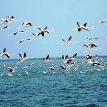 ಹಕ್ಕಿಗಳ ವಲಸೆ