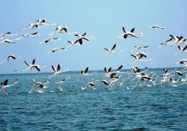 ಹಕ್ಕಿಗಳ ವಲಸೆ