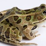 ಕಪ್ಪೆಗಳ ಬಗ್ಗೆ