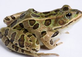 ಕಪ್ಪೆಗಳ ಬಗ್ಗೆ