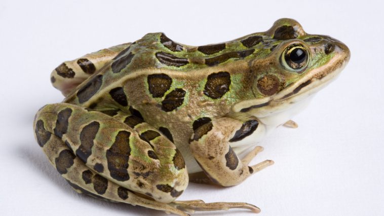 ಕಪ್ಪೆಗಳ ಬಗ್ಗೆ