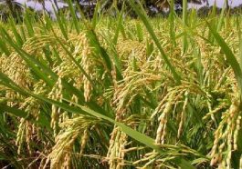 ಭತ್ತದ ಕೃಷಿ