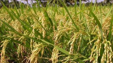 ಭತ್ತದ ಕೃಷಿ