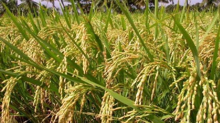 ಭಾರತದ ನಾಗರಿಕರ ಬದುಕಿಗೆ ಪೂರಕವಾದ 'ಭತ್ತದ ಕೃಷಿ ಸಂಸ್ಕೃತಿ,' ಸನಾತನವಾದದ್ದು 1 ಭತ್ತದ ಕೃಷಿ