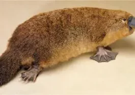 ಮೊಟ್ಟೆ ಇಡುವ ಪ್ರಾಣಿ