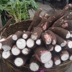 ಮರಗೆಣಸು ಆರೋಗ್ಯಕ್ಕೆ ಹೆಚ್ಚು ಪ್ರಯೋಜನಕಾರಿ