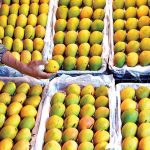 ಮಾವಿನ ಹಣ್ಣಿನ ತಳಿಗಳು