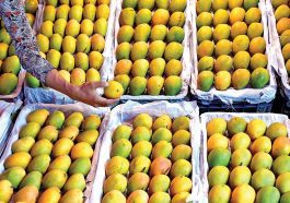 ಮಾವಿನ ಹಣ್ಣಿನ ತಳಿಗಳು