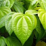 ಶುಭ ಕಾರ್ಯಗಳಿಂದ ಹಿಡಿದು ಆರೋಗ್ಯದಲ್ಲಿ ಕೂಡ ವೀಳ್ಯದೆಲೆ ಒಳ್ಳೆಯದು 27 ಆರೋಗ್ಯದಲ್ಲಿ ಕೂಡ ವೀಳ್ಯದೆಲೆ ಒಳ್ಳೆಯದು