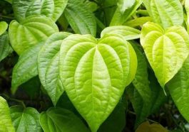 ಆರೋಗ್ಯದಲ್ಲಿ ಕೂಡ ವೀಳ್ಯದೆಲೆ ಒಳ್ಳೆಯದು