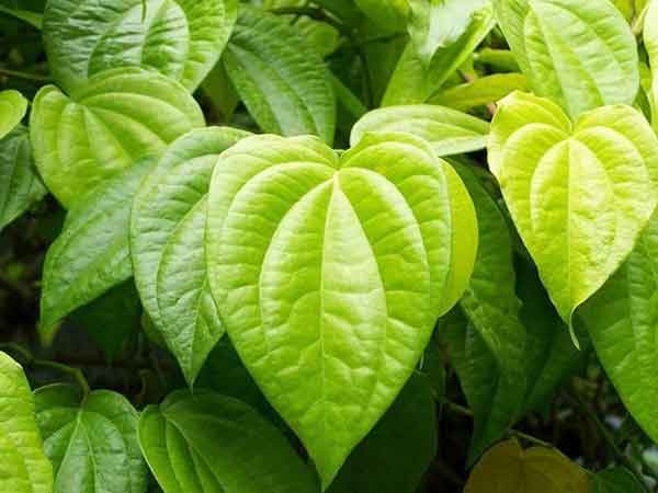 ಆರೋಗ್ಯದಲ್ಲಿ ಕೂಡ ವೀಳ್ಯದೆಲೆ ಒಳ್ಳೆಯದು