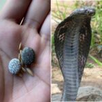 ನಾಗಮಣಿ ನಿಜಕ್ಕೂ ಇದೆಯಾ? 26 ನಾಗಮಣಿ