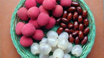 ಚೀನಾವು ಲೀಚಿಯ ಅತಿದೊಡ್ಡ ಉತ್ಪಾದಕ