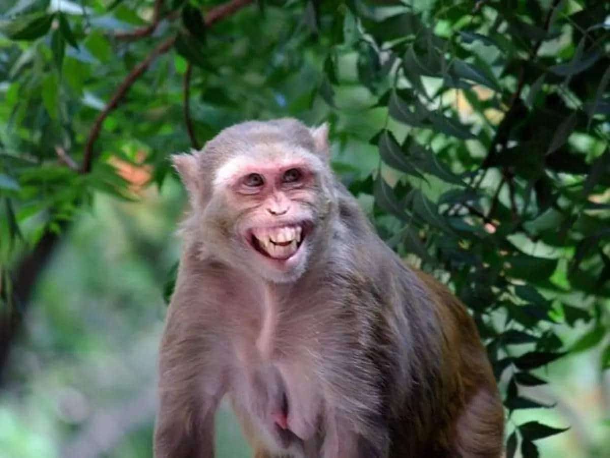 ಅಂತರಾಷ್ಟ್ರೀಯ "ಮಂಕಿ ಡೇ"