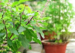 ತುಳಸಿ ಎಲೆಯ ಉಪಯೋಗ