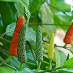 ಹಿಪ್ಪಲಿ ಔಷಧೀಯ ಗುಣಗಳು