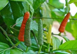 ಹಿಪ್ಪಲಿ ಔಷಧೀಯ ಗುಣಗಳು