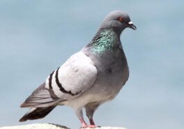 ಪಾರಿವಾಳಗಳ ಬಗ್ಗೆ ಎಷ್ಟು ಗೊತ್ತು?