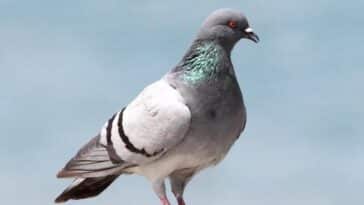 ಪಾರಿವಾಳಗಳ ಬಗ್ಗೆ ಎಷ್ಟು ಗೊತ್ತು?