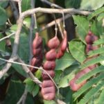 ಸೀಗೆ ಕಾಯಿ ಗುಣಲಕ್ಷಣಗಳು ಮತ್ತು ಕೂದಲಿಗೆ ಸೀಗೆಯ ಉಪಯೋಗ 26 ಸೀಗೆ ಕಾಯಿ ಉಪಯೋಗ