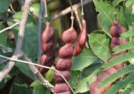 ಸೀಗೆ ಕಾಯಿ ಉಪಯೋಗ