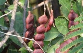 ಸೀಗೆ ಕಾಯಿ ಉಪಯೋಗ