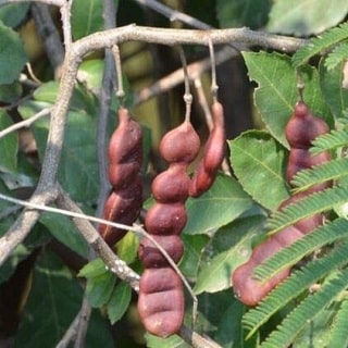 ಸೀಗೆ ಕಾಯಿ ಉಪಯೋಗ