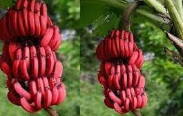 ಕೆಂಪು ಬಾಳೆ