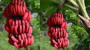 ಬಾಳೆಹಣ್ಣುಗಳಲ್ಲಿ ಕೆಂಪು ಬಾಳೆಹಣ್ಣಿನಲ್ಲಿ ಶ್ರೇಷ್ಠವಾದ ಗುಣಗಳಿವೆ  1 ಕೆಂಪು ಬಾಳೆ