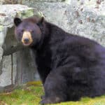 ಕರಡಿಗಳ ಗುಣಲಕ್ಷಣಗಳು