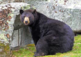 ಕರಡಿಗಳ ಗುಣಲಕ್ಷಣಗಳು