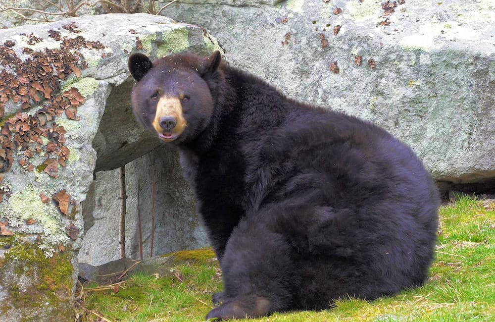 ಕರಡಿಗಳ ಗುಣಲಕ್ಷಣಗಳು ಮತ್ತು ವಿವಿಧ ಜಾತಿಯ ಕರಡಿಗಳು 1 ಕರಡಿಗಳ ಗುಣಲಕ್ಷಣಗಳು