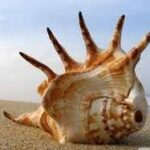 ಪಾಂಚಜನ್ಯ ಶಂಖ