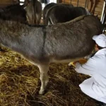 ಕತ್ತೆಗಳ ಹಾಲನ್ನು ಸಾವಿರಾರು ವರ್ಷಗಳಿಂದ ಬಳಸಲಾಗುತ್ತಿದೆ